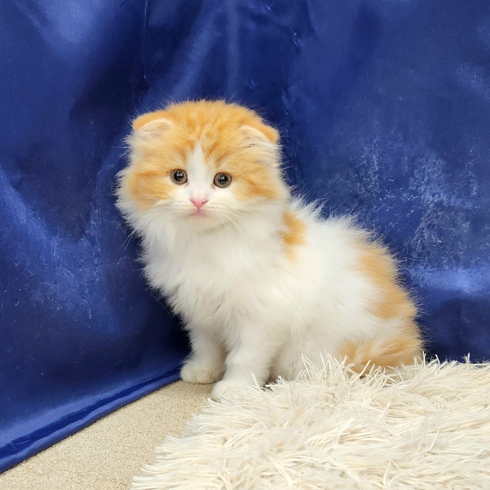 岐阜県のスコティッシュフォールド (犬の家＆猫の里中津川店/2026年1月22日生まれ/女の子/レッドタビーホワイト)の子猫の4枚目の画像