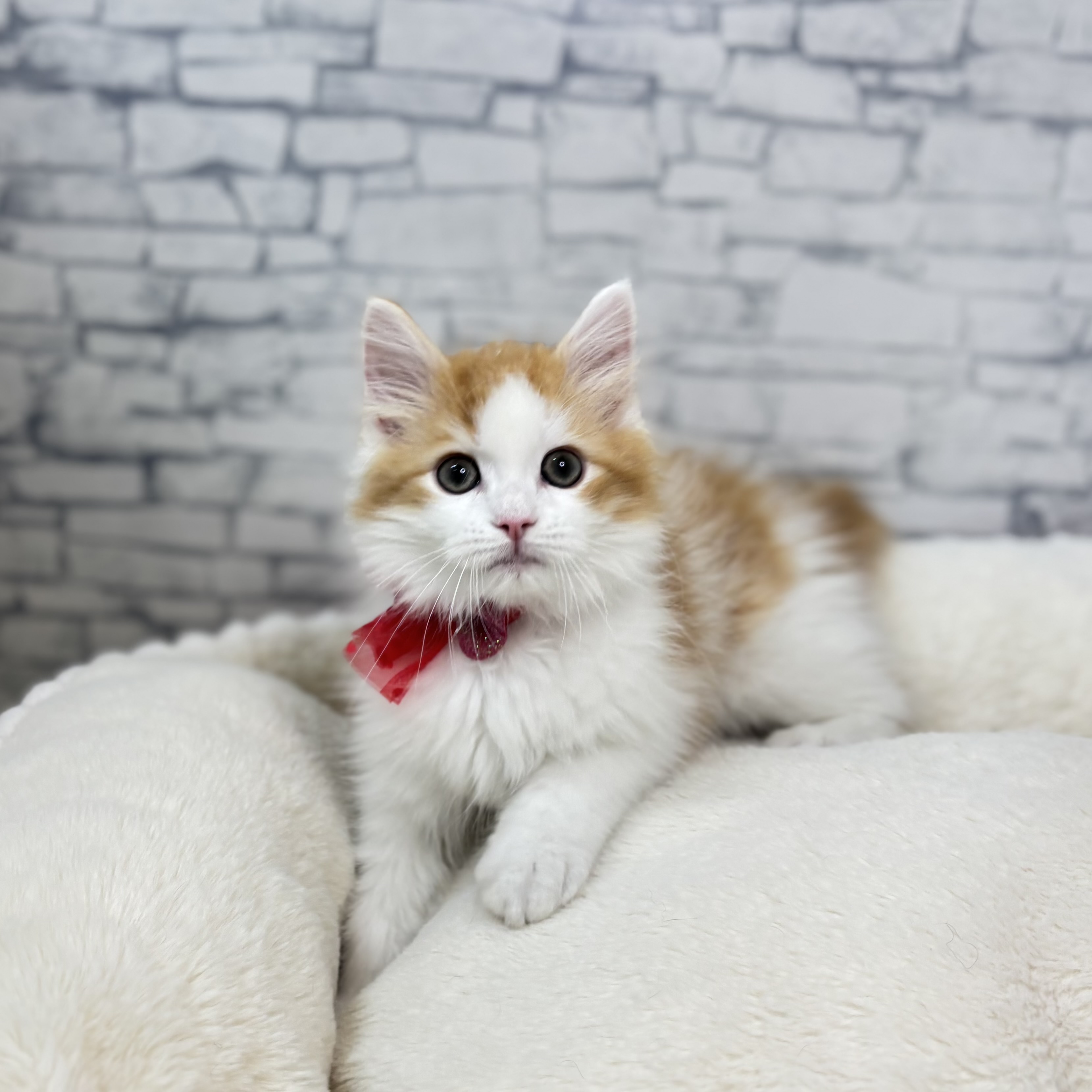 長野県のマンチカン (犬の家＆猫の里長野店/2026年1月21日生まれ/男の子/レッドタビーホワイト)の子猫の4枚目の画像