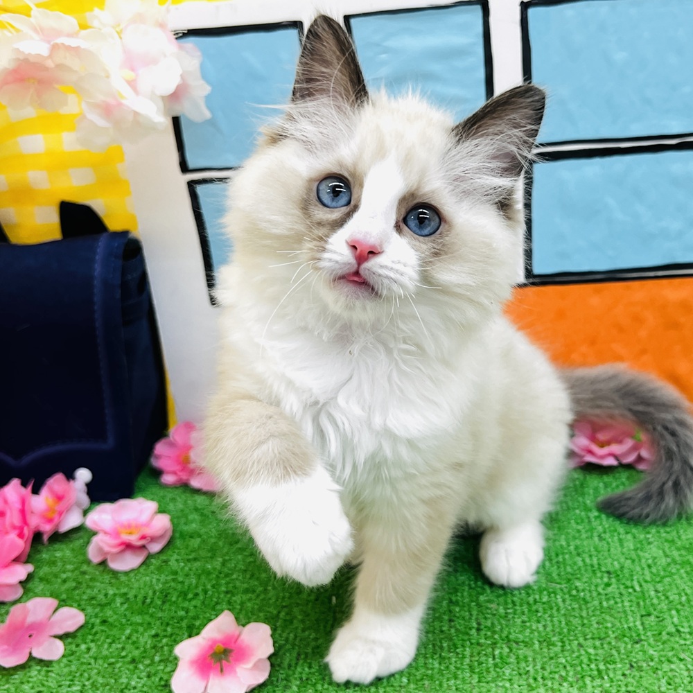 愛知県のラグドール (犬の家＆猫の里名古屋天白店/2026年1月22日生まれ/男の子/シールポイントバイカラー)の子猫の1枚目の画像