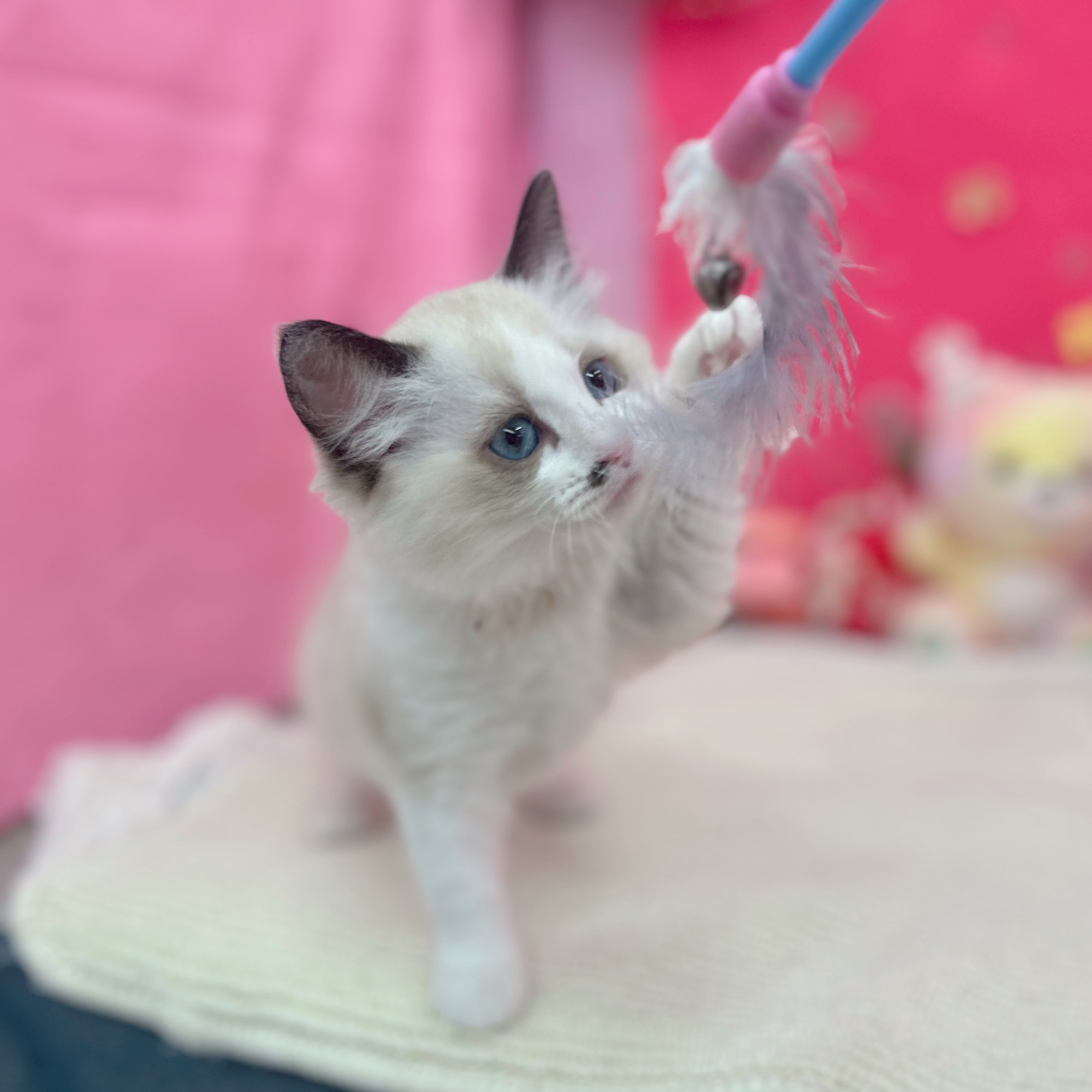 岐阜県のラグドール (犬の家＆猫の里岐南店/2026年1月22日生まれ/女の子/シールポイントバイカラー)の子猫の4枚目の画像