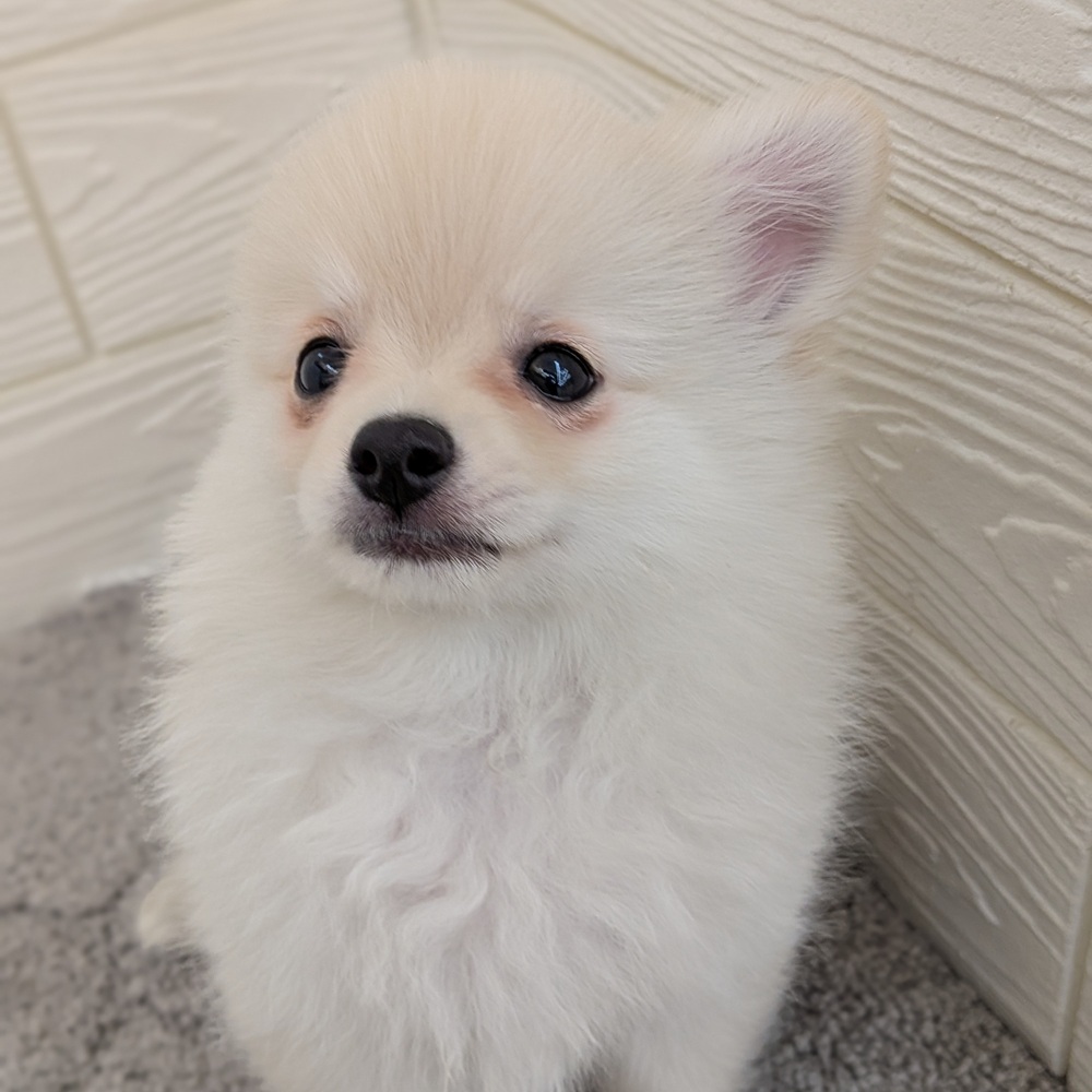 愛知県のポメチワ/チワポメ/ポメチー(ポメラニアン×チワワ) (犬の家＆猫の里七宝店/2026年1月22日生まれ/男の子/クリーム)の子犬の4枚目の画像