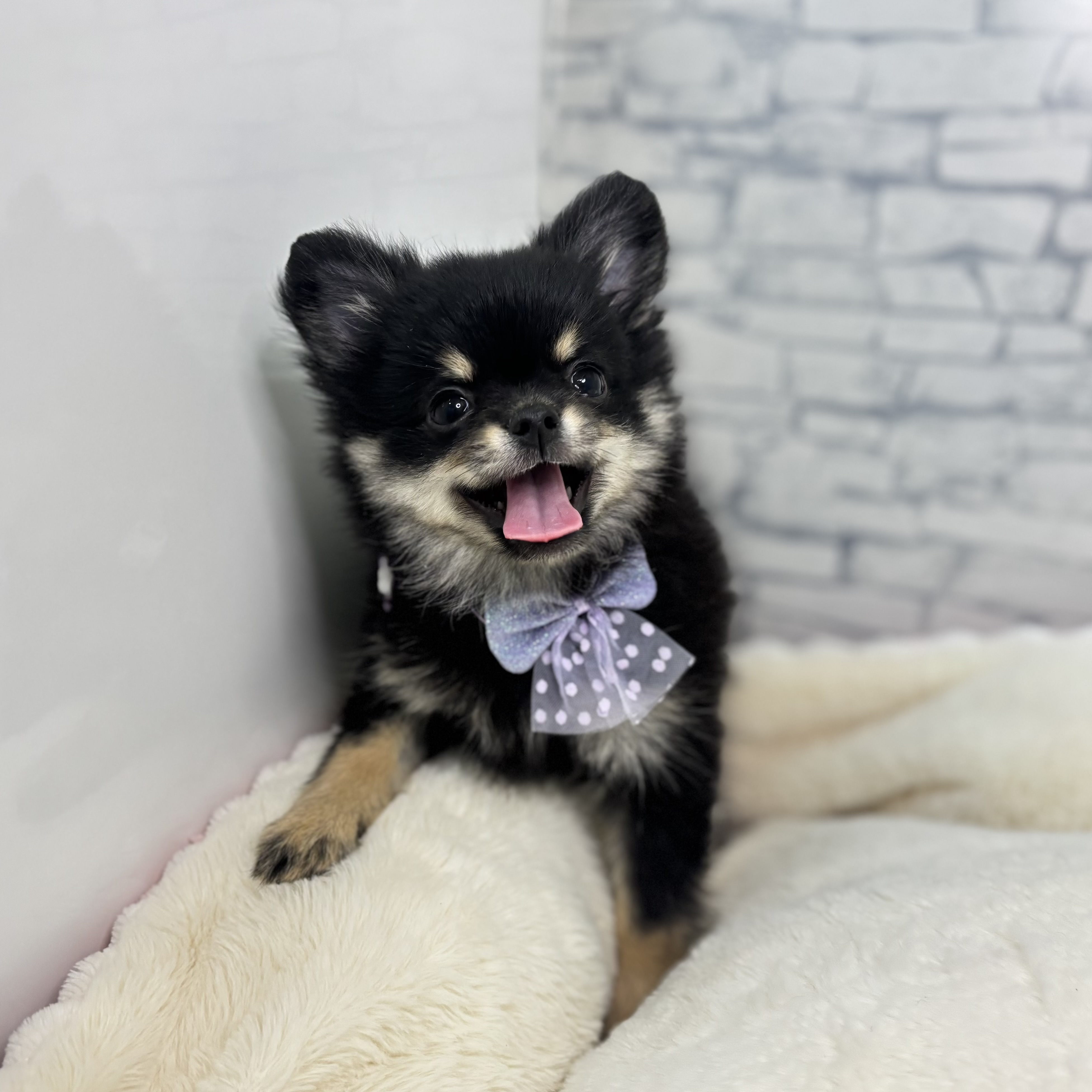 長野県のポメチワ/チワポメ/ポメチー(ポメラニアン×チワワ) (犬の家＆猫の里長野店/2026年1月22日生まれ/女の子/ブラックタン)の子犬の1枚目の画像
