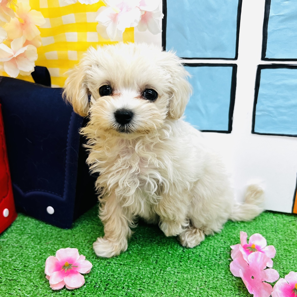 愛知県のマルプー(マルチーズ×プードル) (犬の家＆猫の里名古屋天白店/2026年1月24日生まれ/女の子/クリーム)の子犬の4枚目の画像