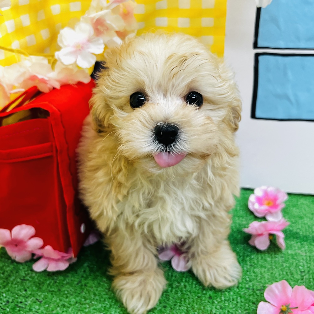 愛知県のマルプー(マルチーズ×プードル) (犬の家＆猫の里名古屋天白店/2026年1月24日生まれ/男の子/アプリコット)の子犬の4枚目の画像