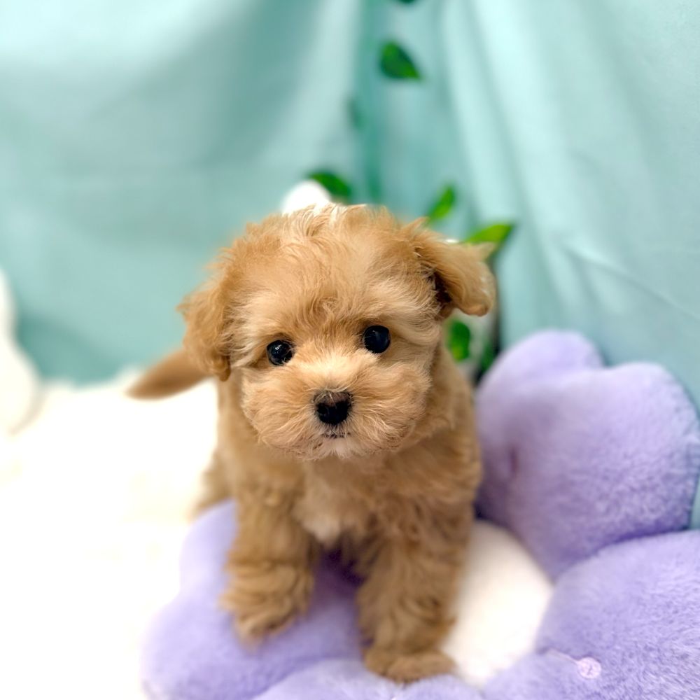 愛知県のマルプー(マルチーズ×プードル) (犬の家＆猫の里愛知刈谷店/2026年1月24日生まれ/女の子/アプリコットホワイト)の子犬の4枚目の画像