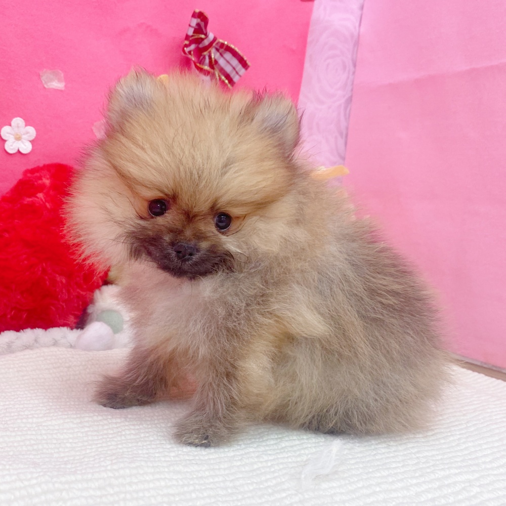 岐阜県のポメラニアン (犬の家＆猫の里岐南店/2026年1月22日生まれ/男の子/オレンジ)の子犬の4枚目の画像