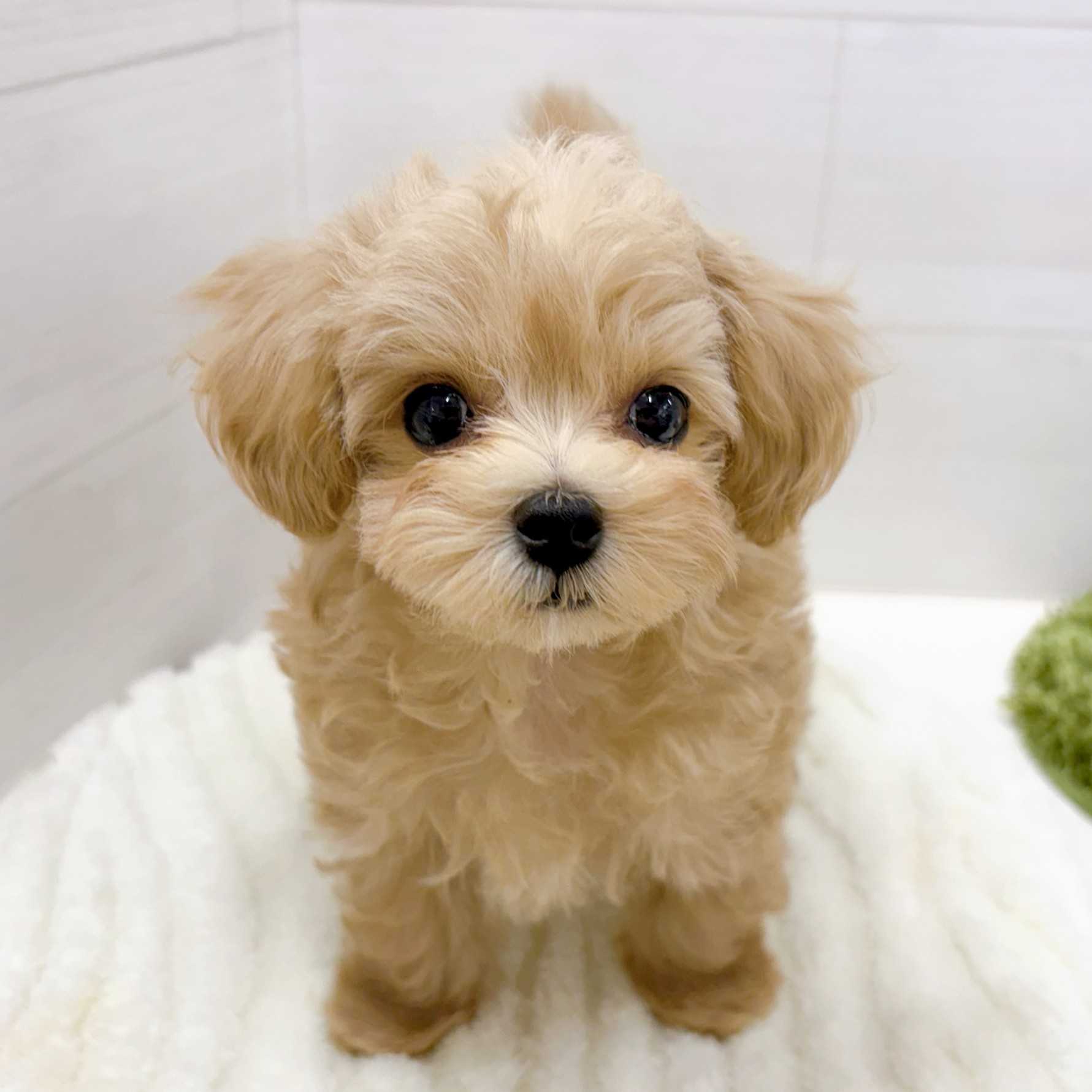 石川県のマルプー(マルチーズ×プードル) (犬の家＆猫の里アミーゴ金沢おこばた店/2026年1月22日生まれ/男の子/クリーム)の子犬の4枚目の画像