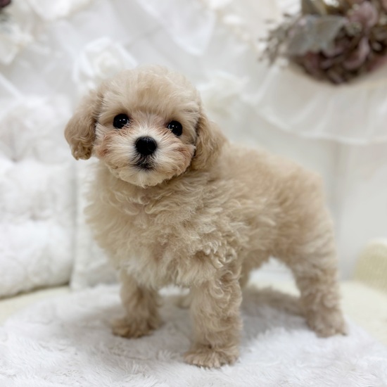 岐阜県のマルプー(マルチーズ×プードル) (犬の家＆猫の里カラフルタウン岐阜店/2026年1月22日生まれ/女の子/クリーム)の子犬の4枚目の画像