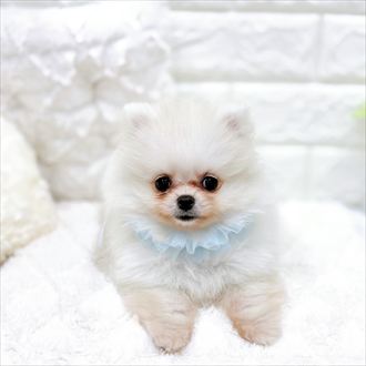 福井県のポメラニアン (犬の家＆猫の里アミーゴ福井店/2026年1月22日生まれ/男の子/クリーム)の子犬の4枚目の画像