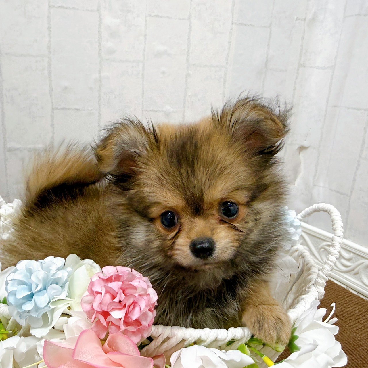 石川県のポメチワ/チワポメ/ポメチー(ポメラニアン×チワワ) (犬の家＆猫の里アミーゴ金沢有松店/2026年1月23日生まれ/男の子/オレンジ)の子犬の4枚目の画像