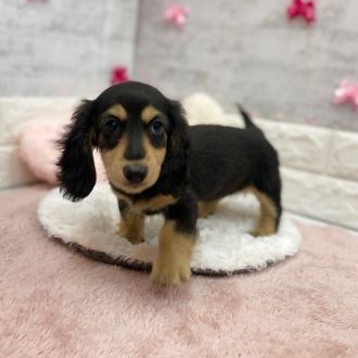 静岡県のミニチュアダックスフンド(ロング) (犬の家＆猫の里プレ葉ウォーク浜北店/2026年1月23日生まれ/女の子/ブラックタン)の子犬の4枚目の画像