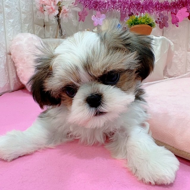 岡山県のシーズー (犬の家＆猫の里倉敷店/2026年1月19日生まれ/男の子/ホワイト＆ハニーゴールド)の子犬の4枚目の画像