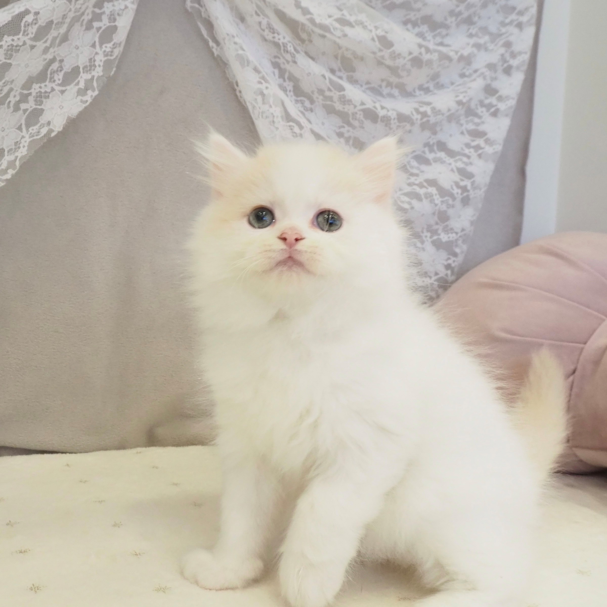 大阪府のスコティッシュストレート (犬の家＆猫の里もりのみやキューズモールBASE店/2026年1月24日生まれ/男の子/クリームタビーホワイト)の子猫の4枚目の画像