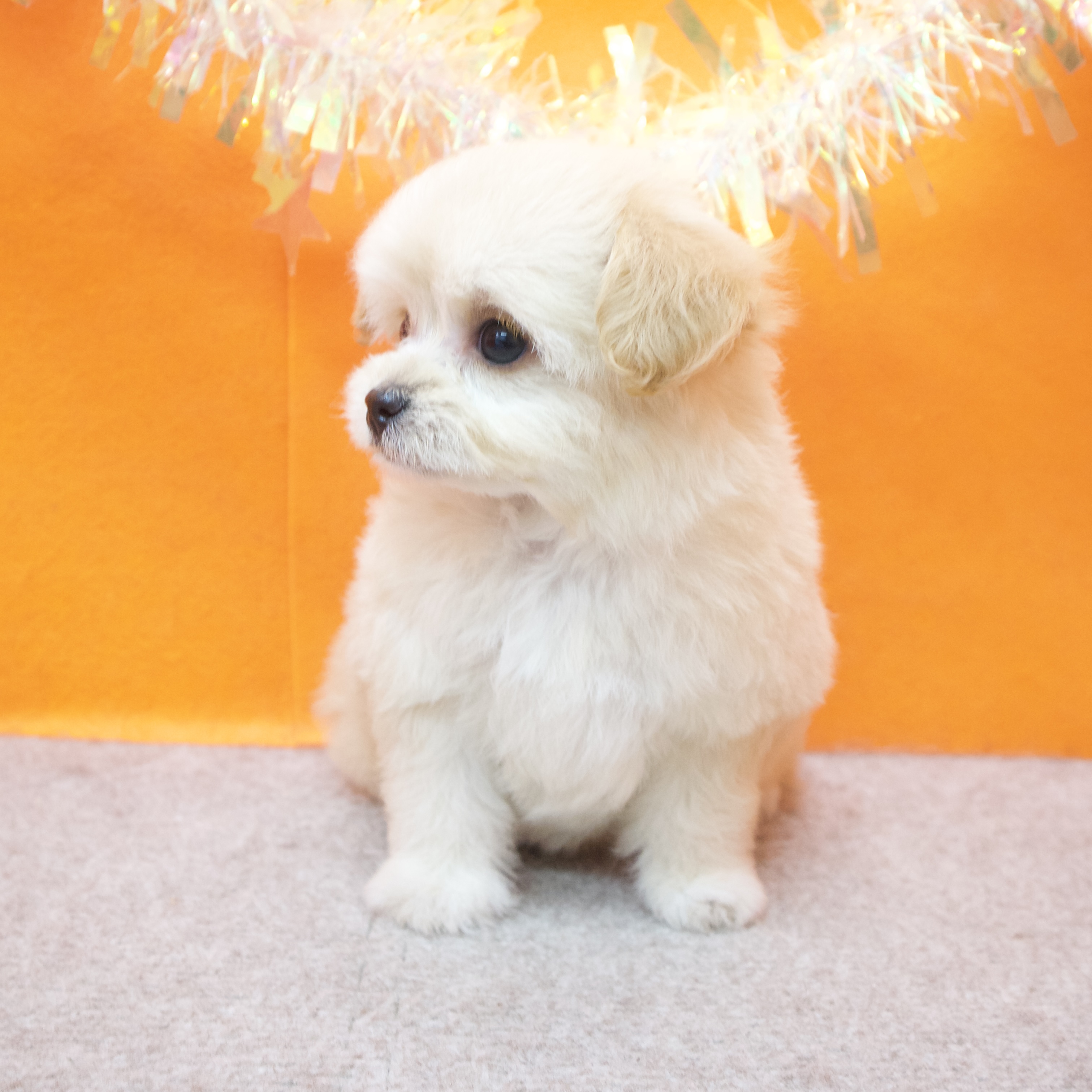 大阪府のチワプー/プーチー(チワワ×プードル) (犬の家＆猫の里吹田店/2026年1月25日生まれ/女の子/アプリコット)の子犬の4枚目の画像