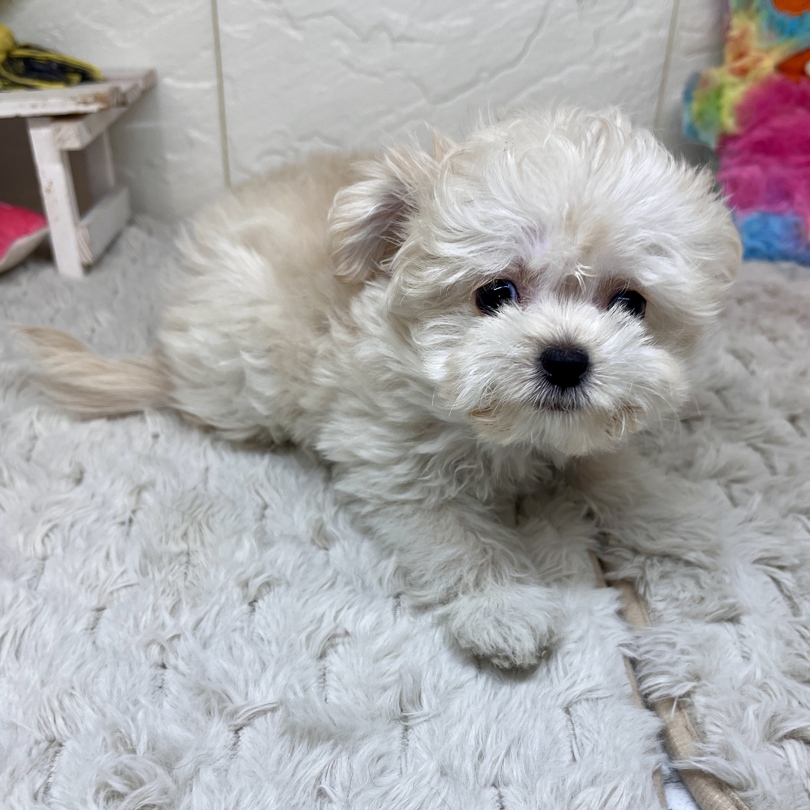 兵庫県のチワプー/プーチー(チワワ×プードル) (犬の家＆猫の里ゆめタウン姫路店/2026年1月25日生まれ/女の子/アプリコット)の子犬の4枚目の画像