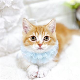 福井県のミヌエット (犬の家＆猫の里アミーゴ福井店/2026年1月22日生まれ/男の子/レッドタビーホワイト)の子猫の4枚目の画像