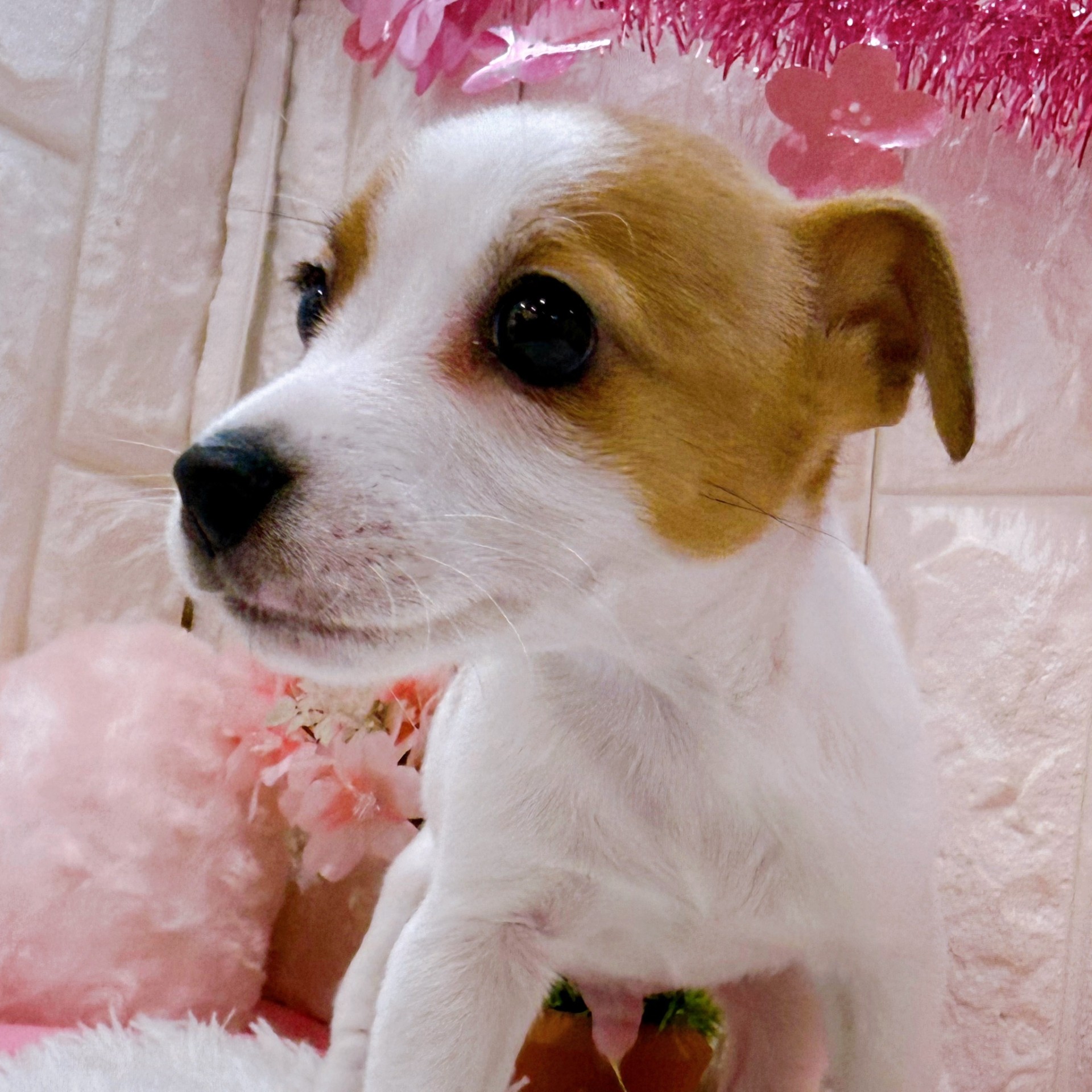 岡山県のジャックラッセルテリア (犬の家＆猫の里倉敷店/2026年1月25日生まれ/男の子/ホワイトタン)の子犬の4枚目の画像