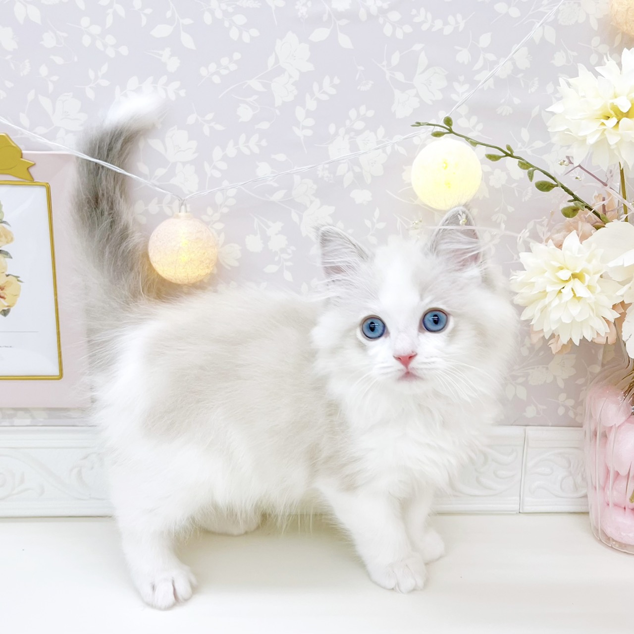 富山県のラグドール (犬の家＆猫の里富山店/2026年1月24日生まれ/女の子/ブルーリンクスポイントバイカラー)の子猫の4枚目の画像