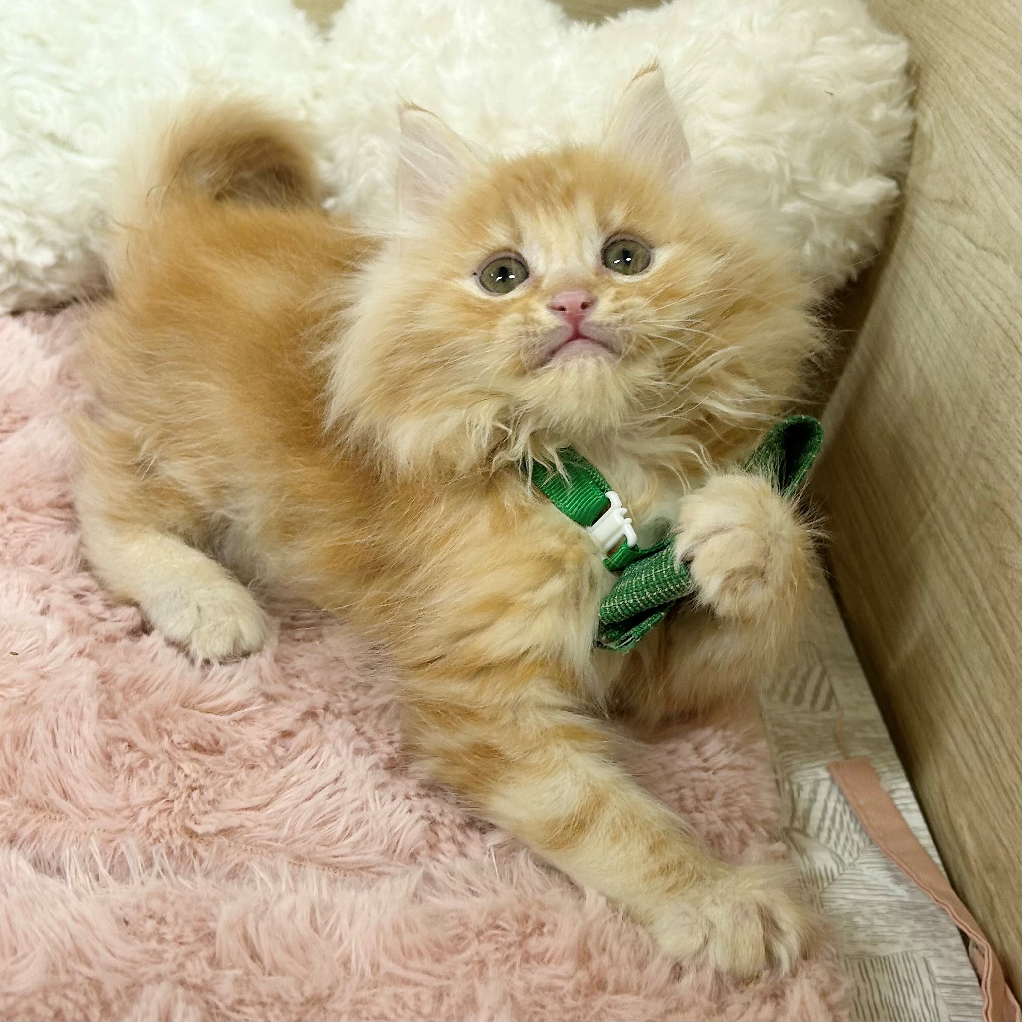 大阪府のミヌエット (犬の家＆猫の里そよら東岸和田店/2026年1月16日生まれ/男の子/レッドタビーホワイト)の子猫の4枚目の画像