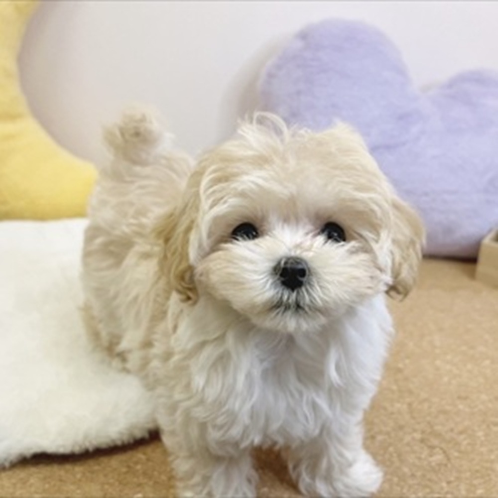 静岡県のマルプー(マルチーズ×プードル) (犬の家＆猫の里マークイズ静岡店/2026年1月10日生まれ/女の子/クリーム)の子犬の4枚目の画像