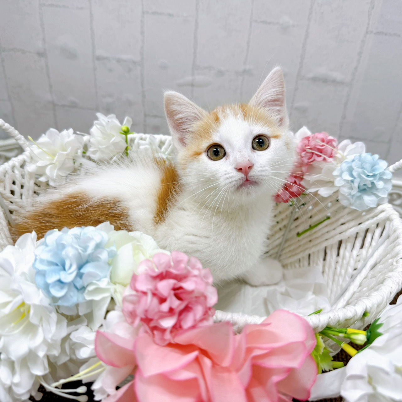 石川県のマンチカン (犬の家＆猫の里アミーゴ金沢有松店/2026年1月24日生まれ/女の子/レッドタビーホワイト)の子猫の1枚目の画像