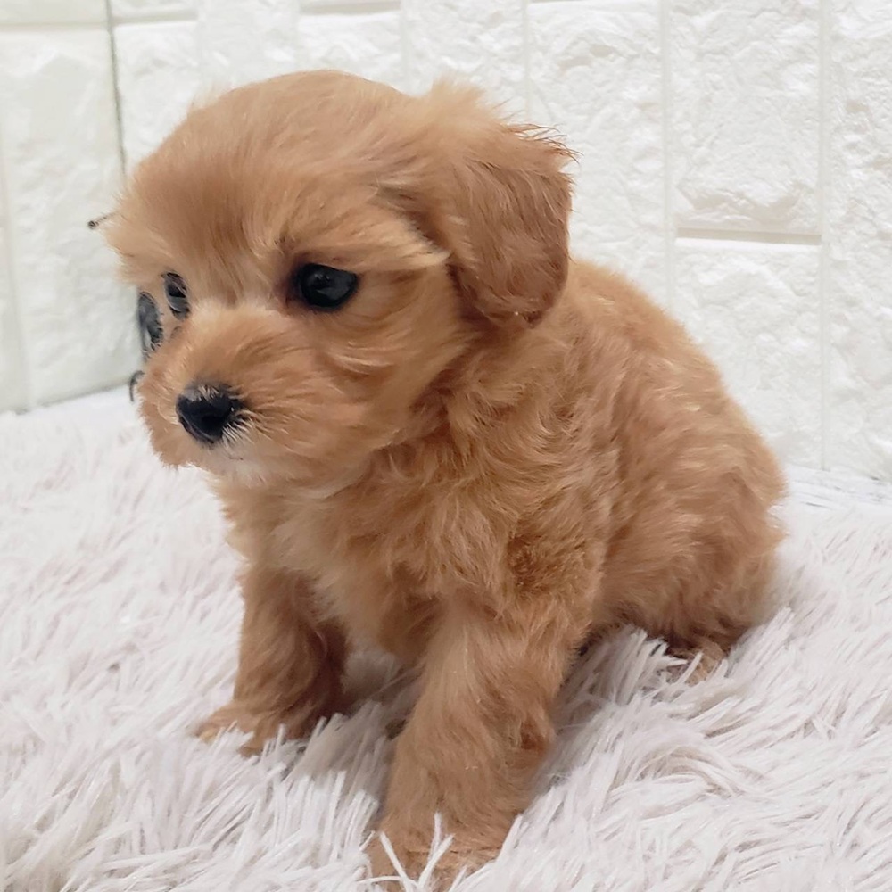 岡山県のマルプー(マルチーズ×プードル) (犬の家＆猫の里岡山店/2026年1月23日生まれ/女の子/レッド)の子犬の4枚目の画像