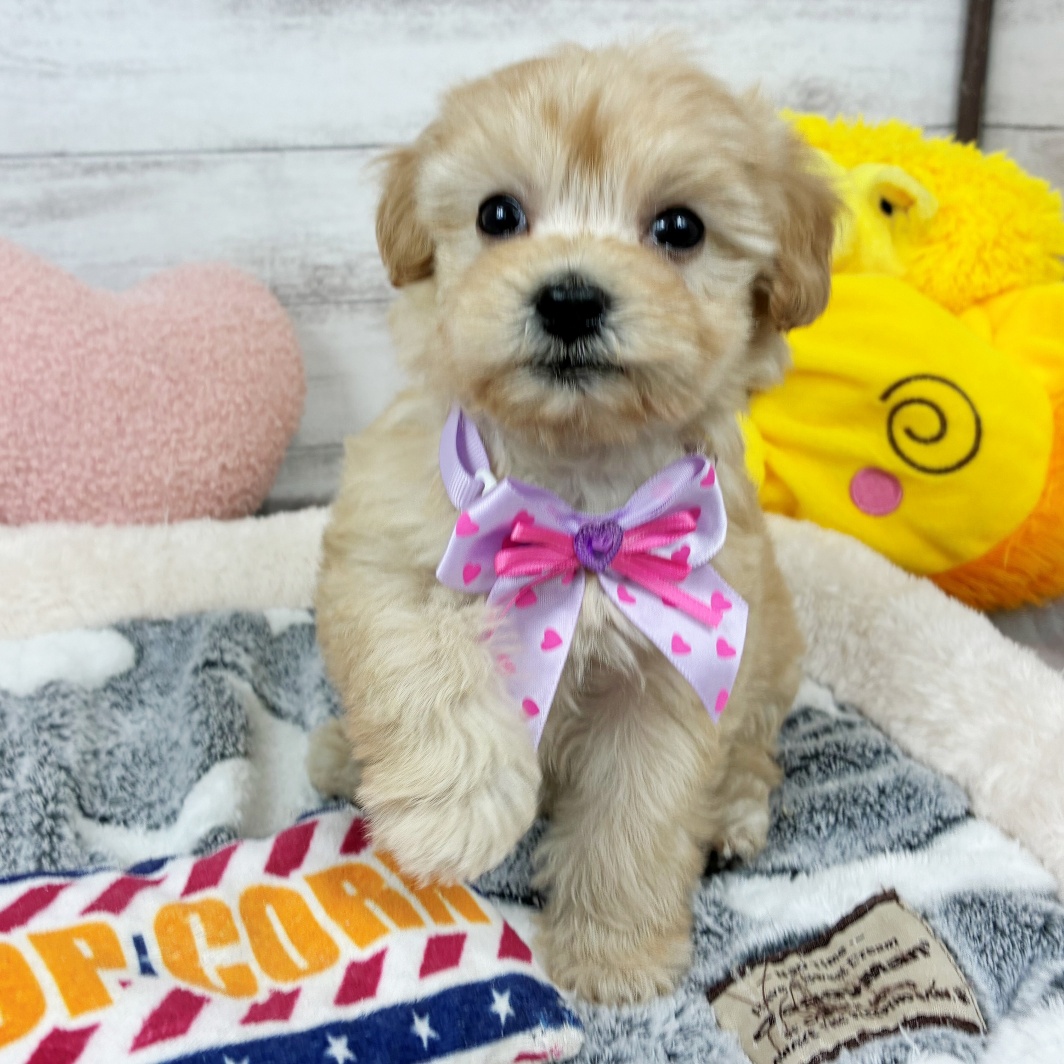 兵庫県のマルプー(マルチーズ×プードル) (犬の家＆猫の里川西店/2026年1月23日生まれ/女の子/クリーム)の子犬の4枚目の画像