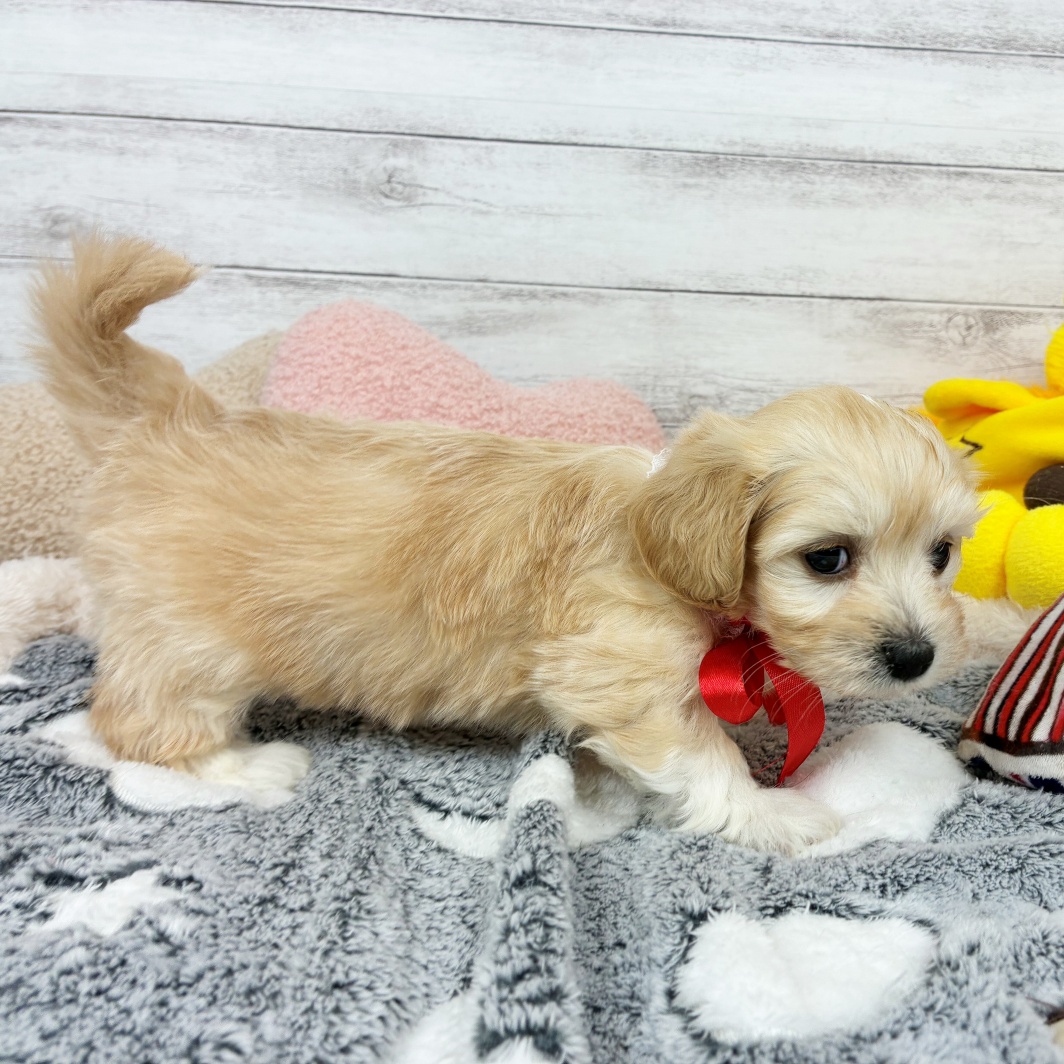 兵庫県のマルックス(マルチーズ×ダックス) (犬の家＆猫の里川西店/2026年1月24日生まれ/女の子/クリーム)の子犬の4枚目の画像