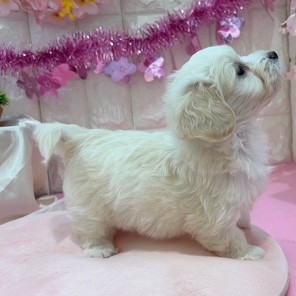 岡山県のマルックス(マルチーズ×ダックス) (犬の家＆猫の里倉敷店/2026年1月24日生まれ/男の子/クリーム)の子犬の4枚目の画像