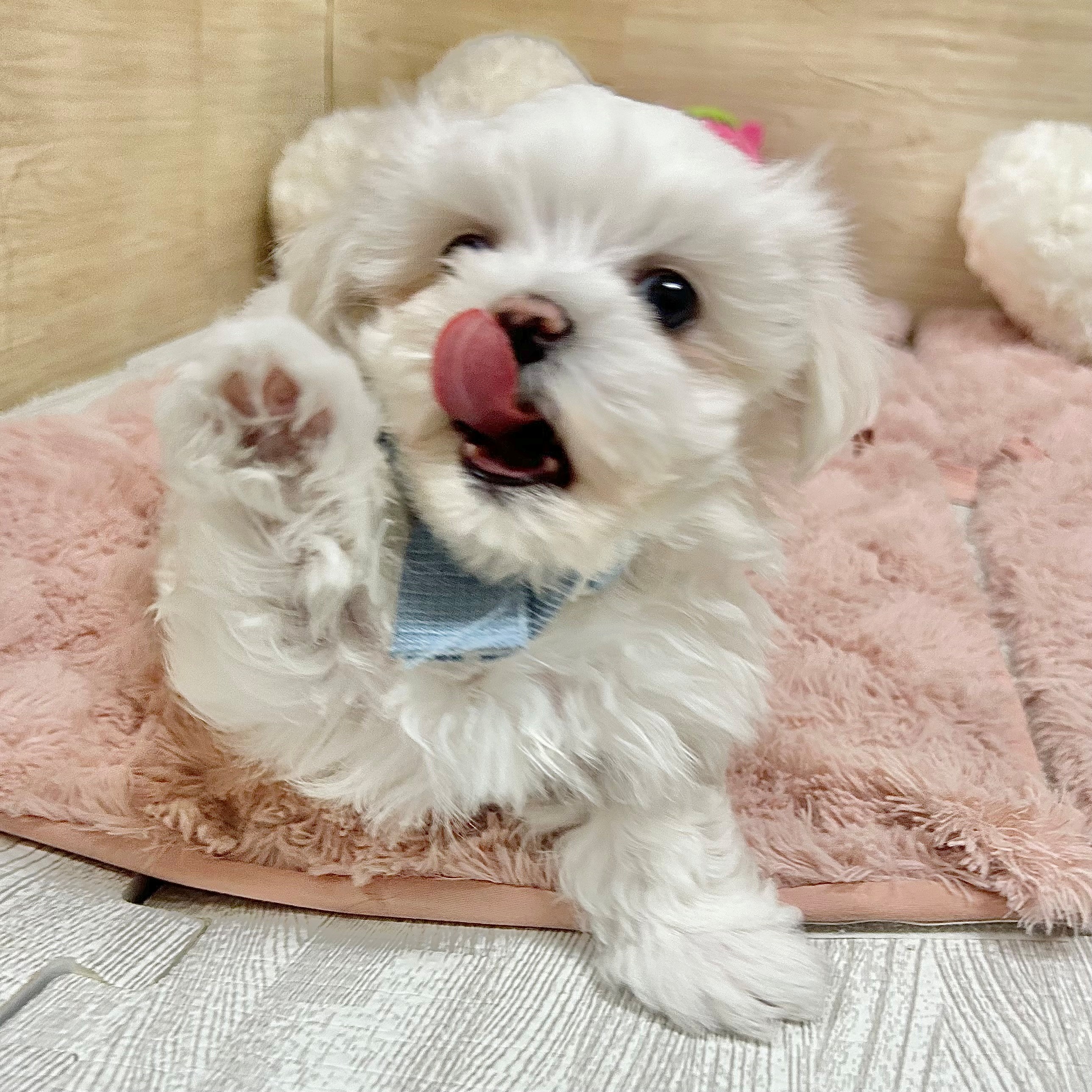 大阪府のマルチーズ (犬の家＆猫の里そよら東岸和田店/2026年1月24日生まれ/男の子/ホワイト)の子犬の4枚目の画像