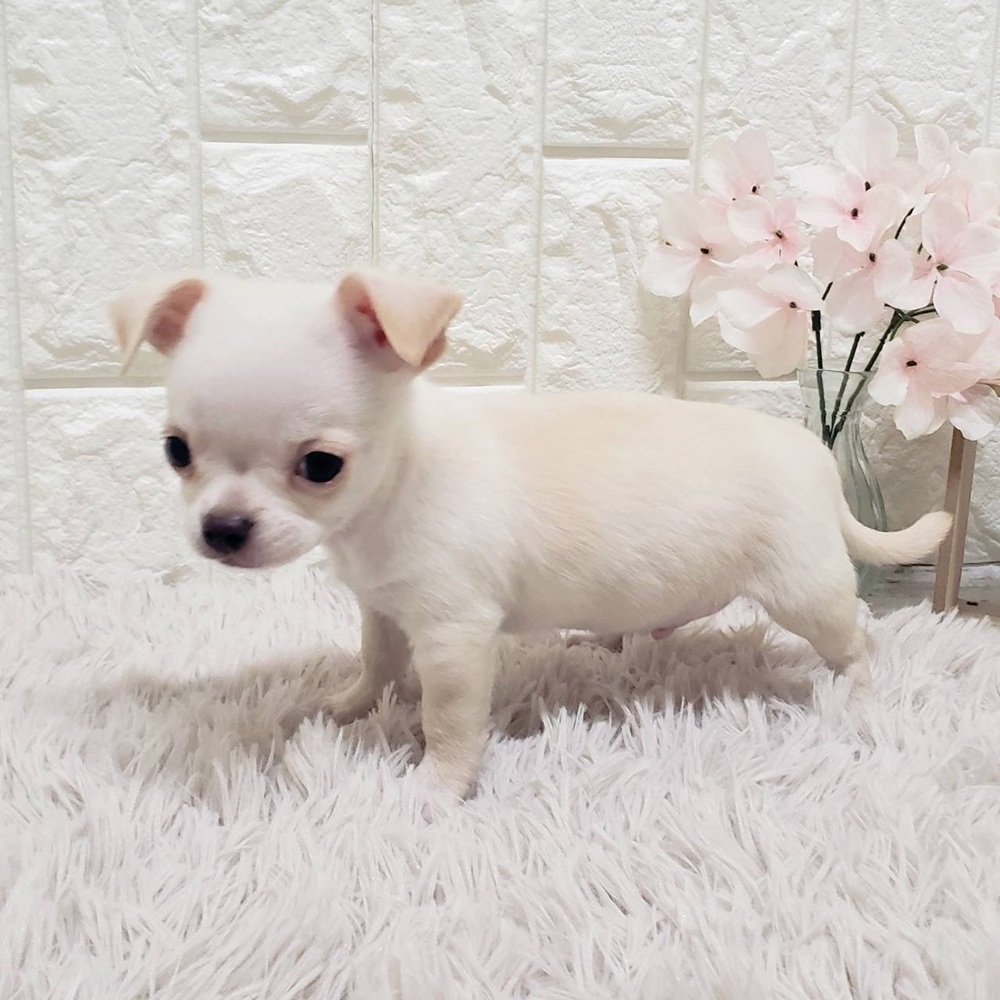 岡山県のチワワ(スムース) (犬の家＆猫の里岡山店/2026年1月23日生まれ/男の子/クリーム)の子犬の4枚目の画像