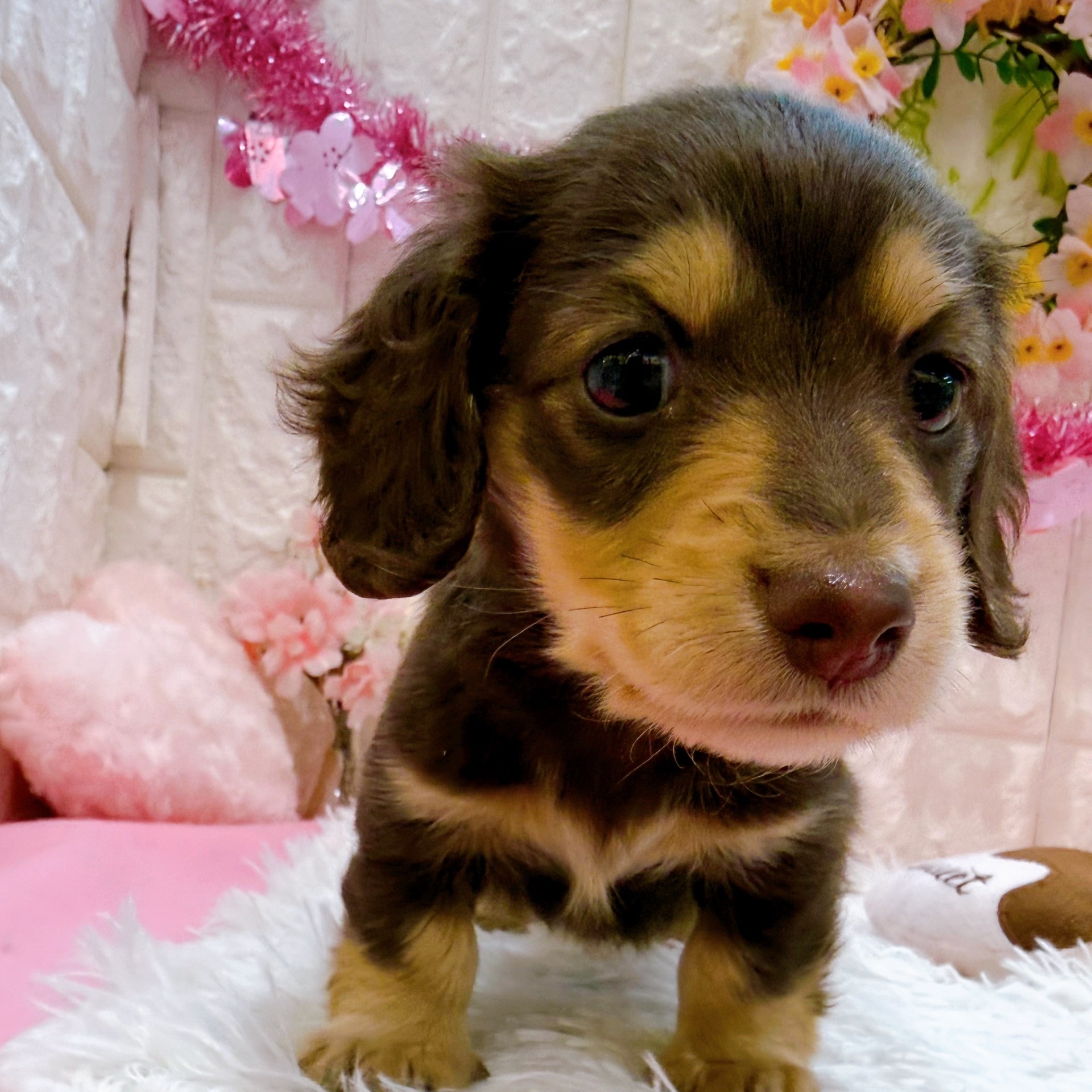 岡山県のカニンヘンダックスフンド(ロング) (犬の家＆猫の里倉敷店/2026年1月23日生まれ/男の子/チョコレートイエロー)の子犬の4枚目の画像