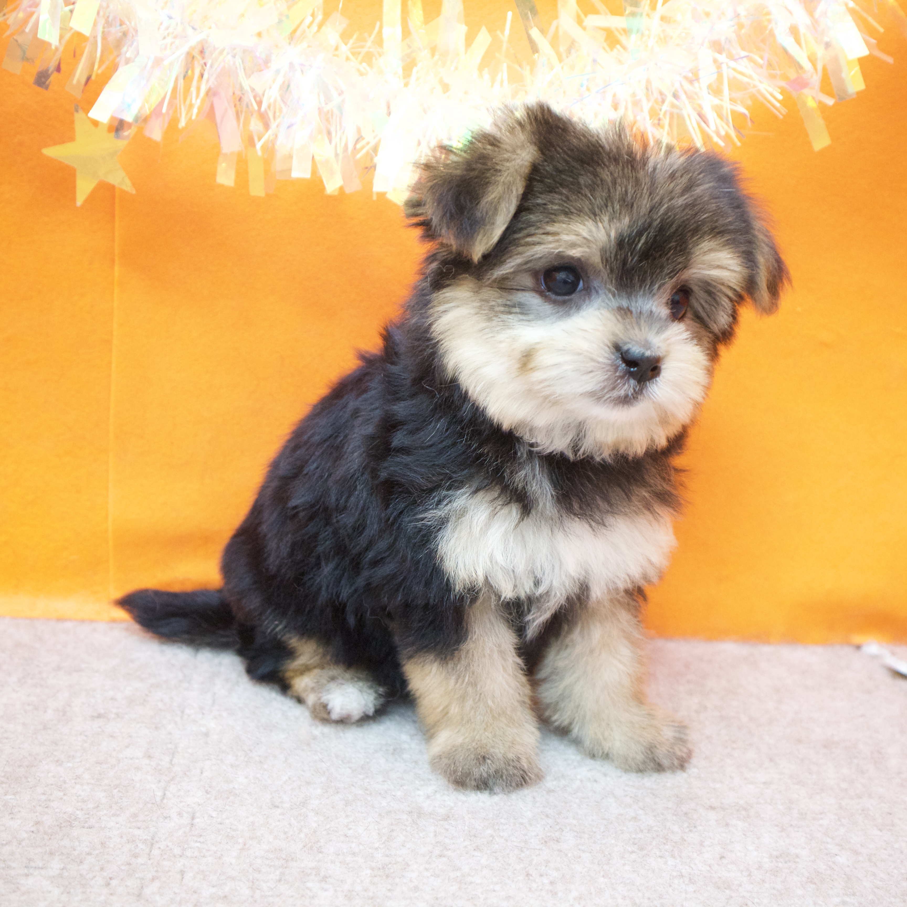 大阪府のマルキー/マルヨーキー(マルチーズ×ヨークシャーテリア) (犬の家＆猫の里吹田店/2026年1月25日生まれ/女の子/ブラックタン)の子犬の4枚目の画像