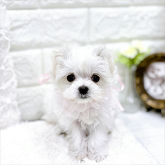 福井県のマルチーズ (犬の家＆猫の里アミーゴ福井店/2026年1月23日生まれ/女の子/ホワイト)の子犬の4枚目の画像