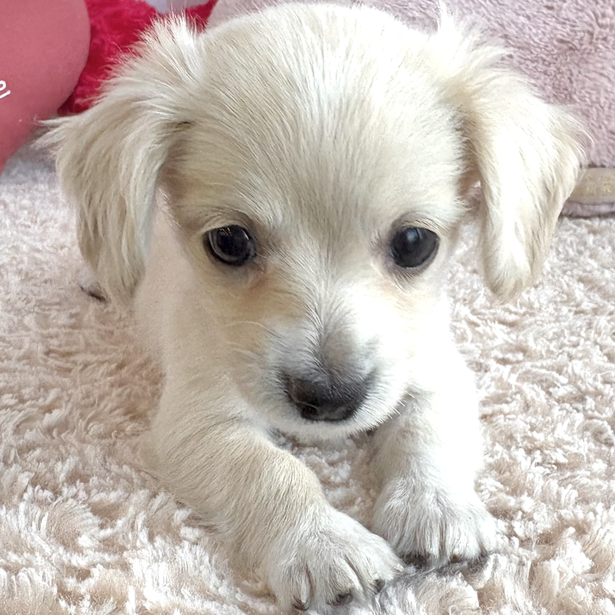 岡山県のチワックス(チワワ×ダックス) (犬の家＆猫の里倉敷中庄店/2026年1月25日生まれ/男の子/クリーム)の子犬の4枚目の画像