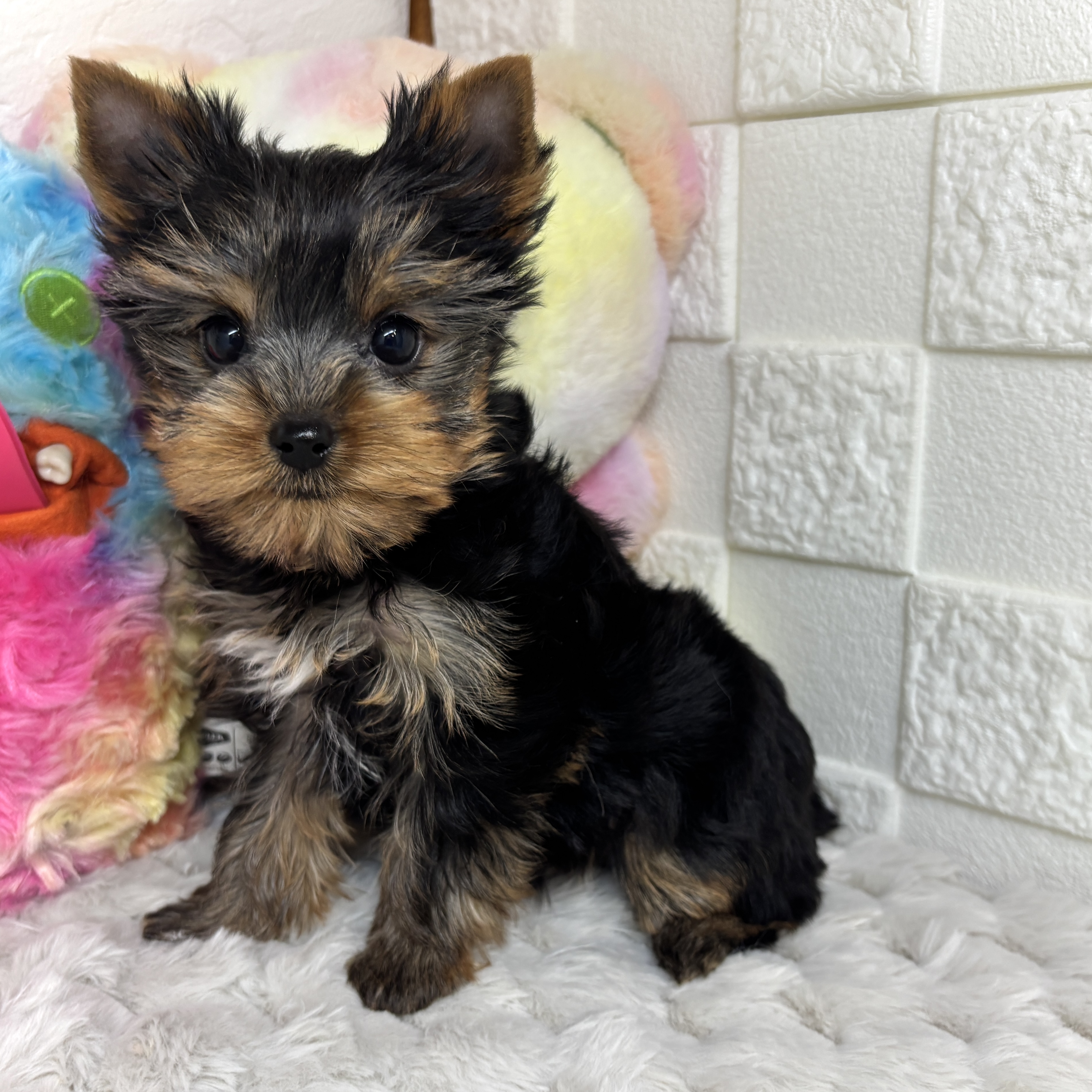 兵庫県のヨークシャーテリア (犬の家＆猫の里ゆめタウン姫路店/2026年1月25日生まれ/女の子/スチールブルータン)の子犬の1枚目の画像