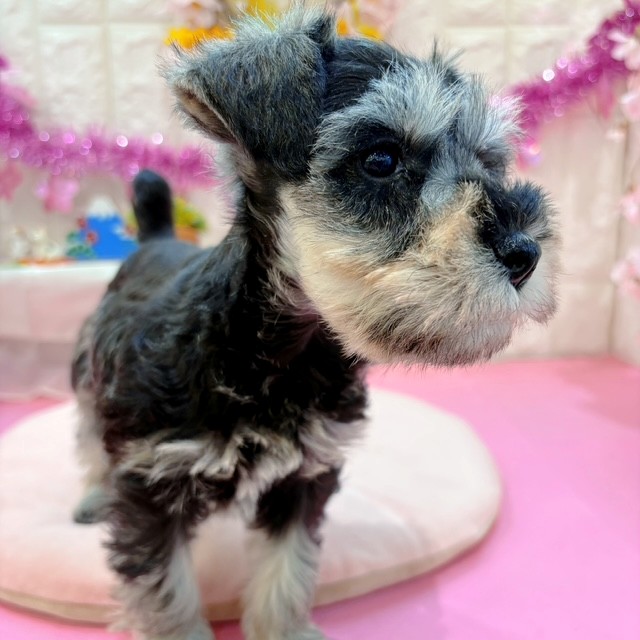 岡山県のミニチュアシュナウザー (犬の家＆猫の里倉敷店/2026年1月25日生まれ/女の子/ソルトペッパー)の子犬の4枚目の画像