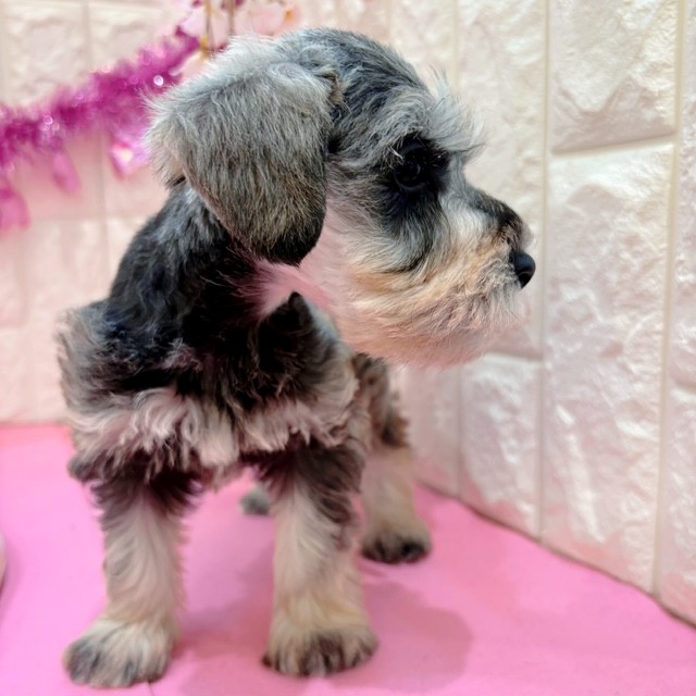 岡山県のミニチュアシュナウザー (犬の家＆猫の里倉敷店/2026年1月25日生まれ/男の子/ソルトペッパー)の子犬の4枚目の画像