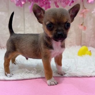 岡山県のハーフ犬・ミックス犬 (犬の家＆猫の里倉敷店/2026年1月23日生まれ/男の子/フォーンホワイト)の子犬の4枚目の画像