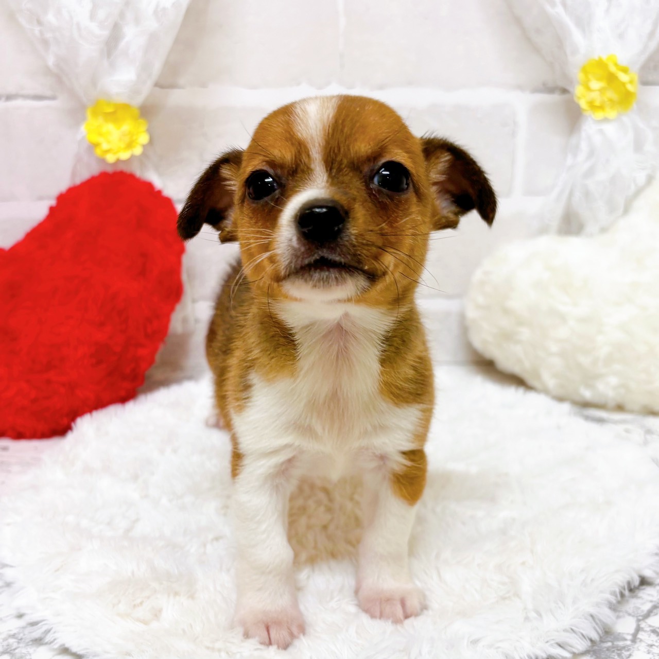 京都府のハーフ犬・ミックス犬 (犬の家＆猫の里京都精華店/2026年1月23日生まれ/男の子/フォーンホワイト)の子犬の4枚目の画像