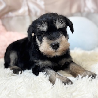 兵庫県のミニチュアシュナウザー (犬の家＆猫の里カナート西神戸店/2026年1月25日生まれ/男の子/ブラックシルバー)の子犬の4枚目の画像