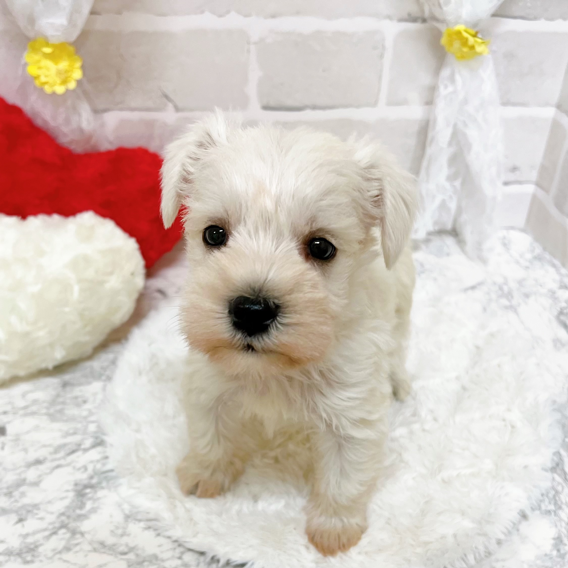 京都府のミニチュアシュナウザー (犬の家＆猫の里京都精華店/2026年1月25日生まれ/男の子/ホワイト)の子犬の4枚目の画像