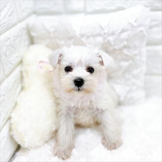 福井県のミニチュアシュナウザー (犬の家＆猫の里アミーゴ福井店/2026年1月25日生まれ/女の子/ホワイト)の子犬の4枚目の画像