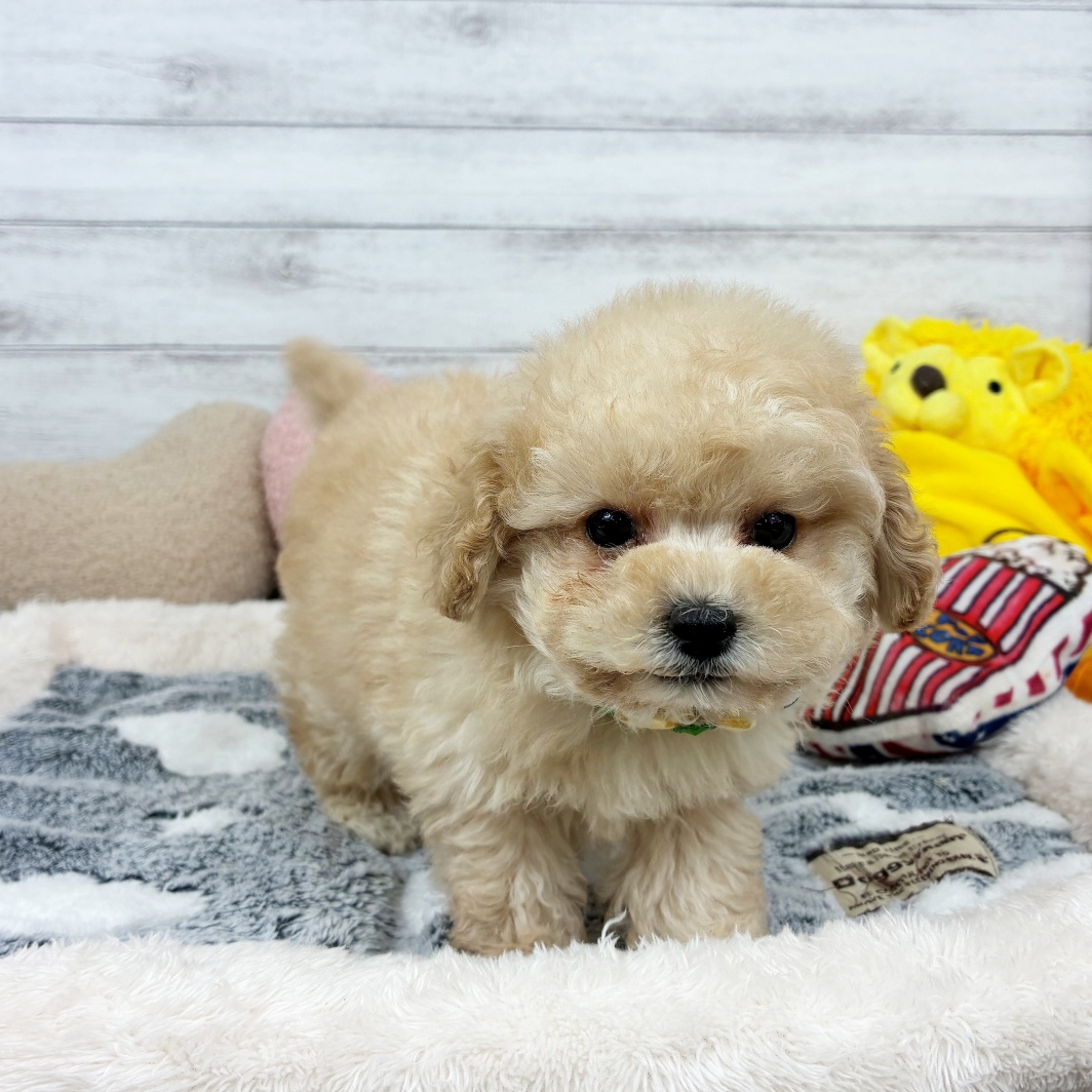 兵庫県のトイプードル(タイニー) (犬の家＆猫の里川西店/2026年1月25日生まれ/男の子/ペールフォーン)の子犬の4枚目の画像