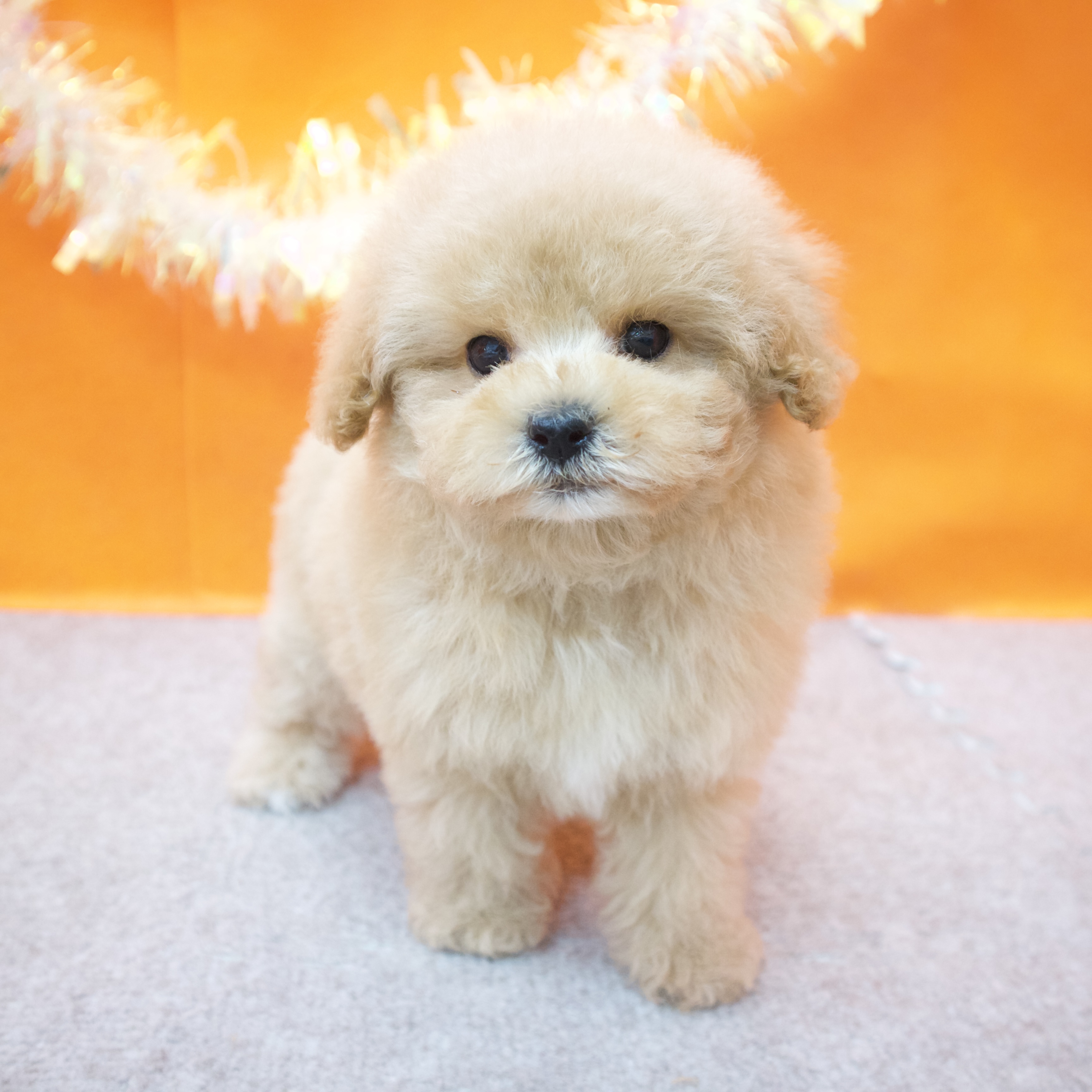 大阪府のトイプードル(タイニー) (犬の家＆猫の里吹田店/2026年1月25日生まれ/女の子/ペールフォーン)の子犬の4枚目の画像