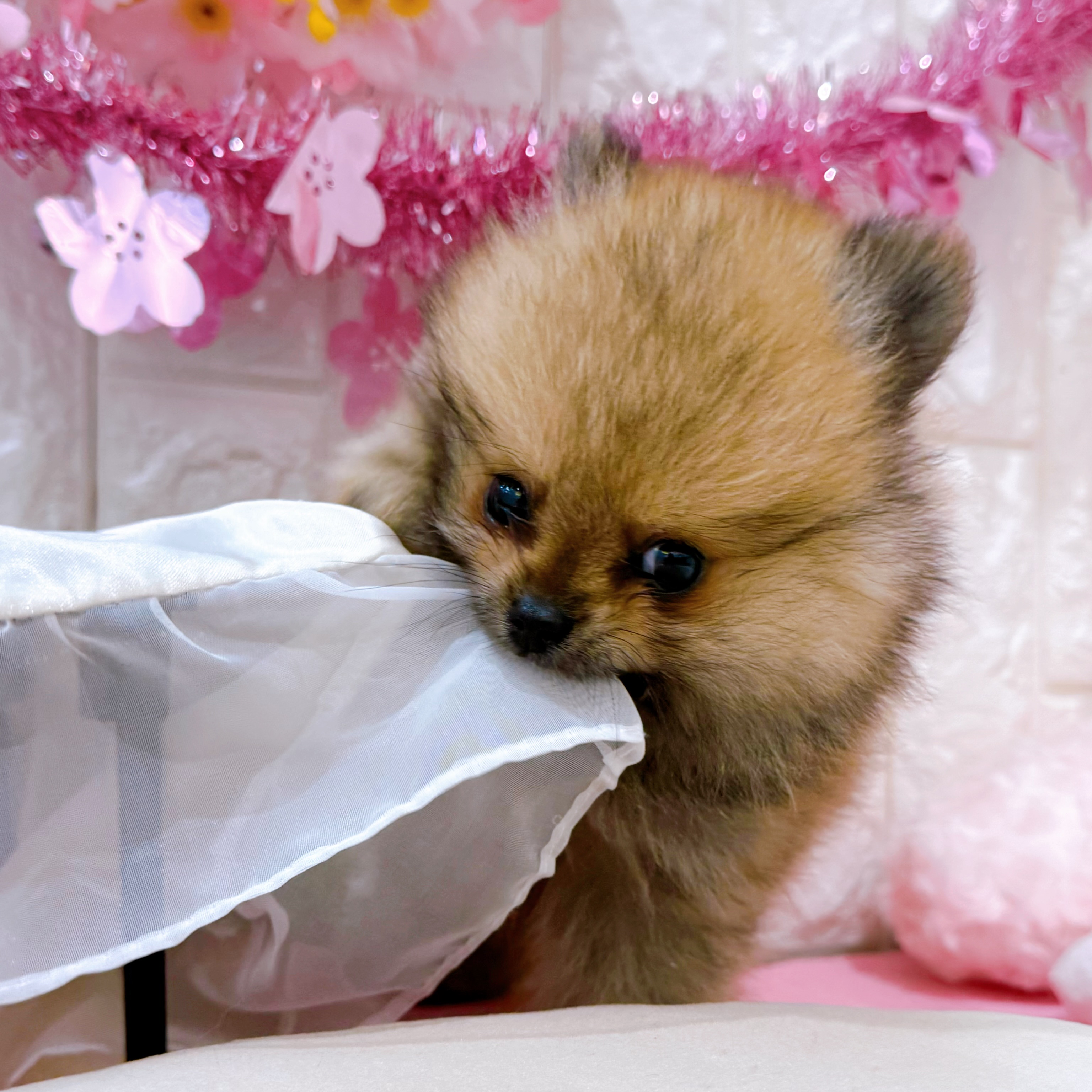 岡山県のポメラニアン (犬の家＆猫の里倉敷店/2026年1月25日生まれ/女の子/オレンジセーブル)の子犬の4枚目の画像