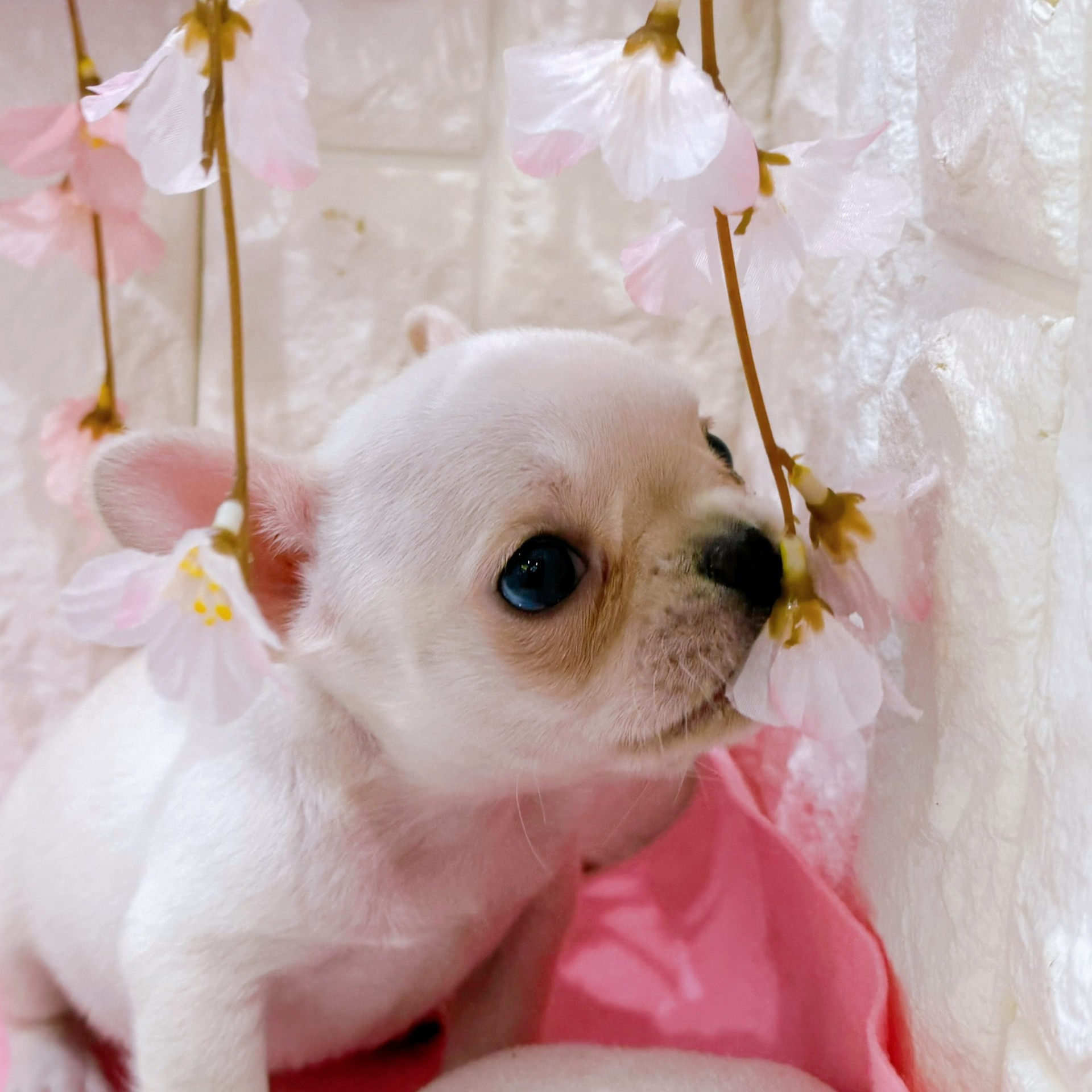 岡山県のフレンチブルドッグ (犬の家＆猫の里倉敷店/2026年1月21日生まれ/女の子/クリーム)の子犬の4枚目の画像