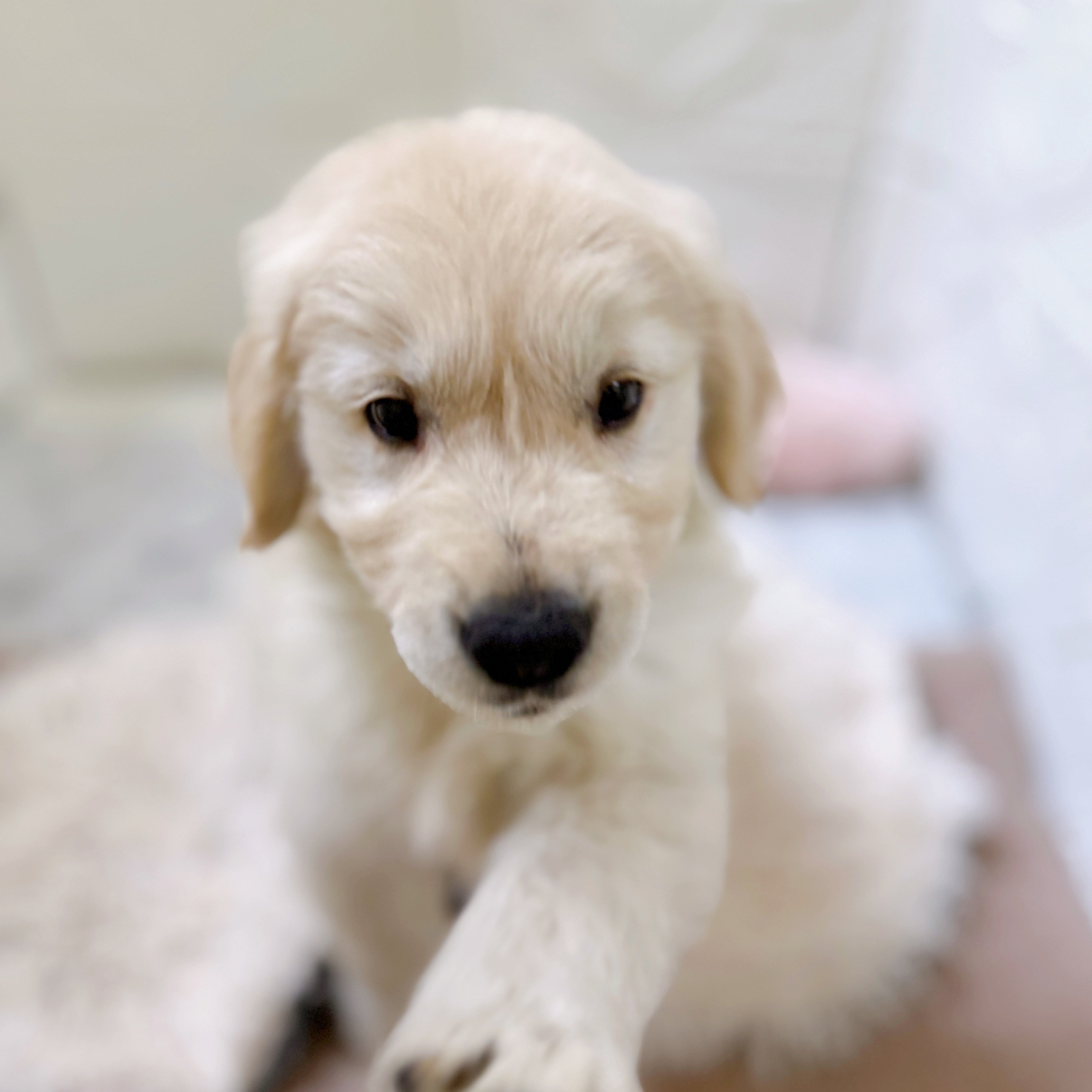 愛知県のゴールデンレトリバー (犬の家＆猫の里岡崎店/2026年1月22日生まれ/男の子/ゴールデン)の子犬の4枚目の画像