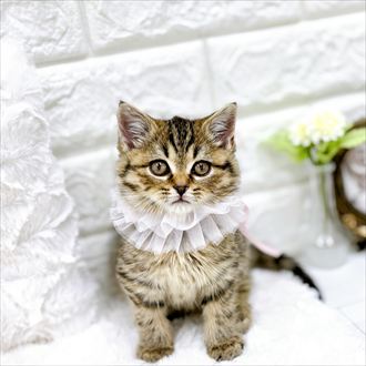 福井県のスコティッシュフォールド (犬の家＆猫の里アミーゴ福井店/2026年1月25日生まれ/女の子/ブラウンタビー)の子猫の4枚目の画像
