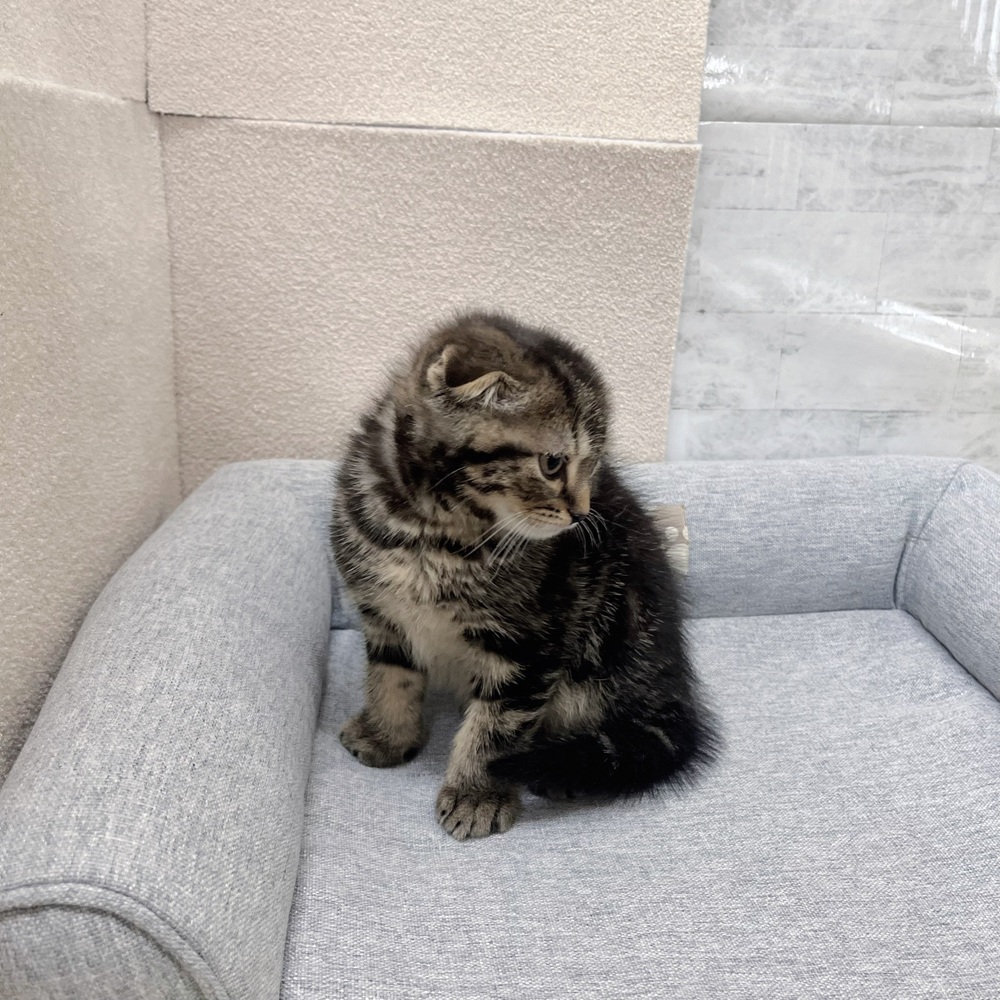 長野県のスコティッシュフォールド (犬の家＆猫の里塩尻店/2026年1月25日生まれ/男の子/ブラウンタビー)の子猫の4枚目の画像